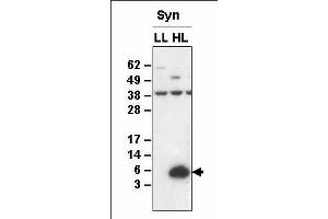 Western blot analysis of membrane proteins from Synechocystis sp. (HliA 抗体)