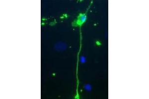 Immunofluorescence - MBP Antibody Immunofluorescence Microscopy of Chicken Anti-Myelin Basic Protein (MBP) Antibody. (MBP 抗体)