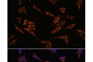 Immunofluorescence analysis of L929 cells using RPS17 Polyclonal Antibody at dilution of 1:100. (RPS17 抗体)