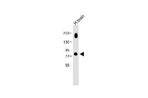 Western Blotting (WB) image for anti-P21 Protein (Cdc42/Rac)-Activated Kinase 7 (PAK7) (AA 168-198) antibody (ABIN392438)