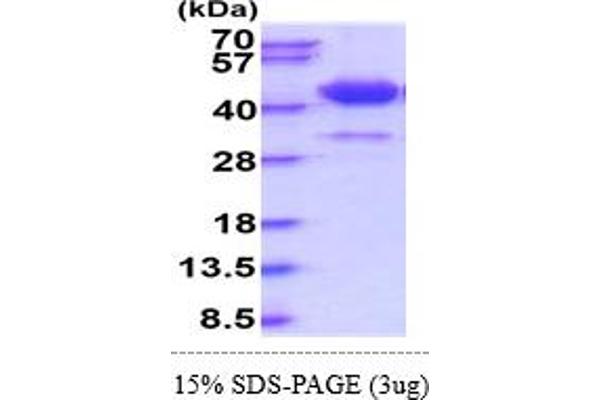 SFTPD Protein (AA 22-375) (His tag)