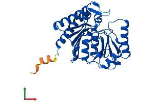 AlphaFold protein structure predicition of Human Recombinant IMPA2 Protein, UniprotID O14732 (IMPA2 Protein (AA 1-288) (His tag))
