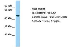 Image no. 1 for anti-Arrestin Domain Containing 4 (ARRDC4) (N-Term) antibody (ABIN6750026) (ARRDC4 抗体  (N-Term))