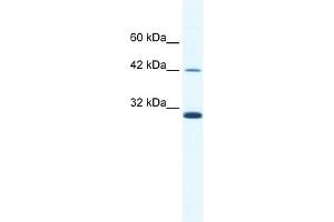 ApoBEC3G antibody used at 2. (APOBEC3G 抗体  (N-Term))