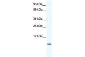 Western Blotting (WB) image for anti-FXYD Domain Containing Ion Transport Regulator 5 (FXYD5) antibody (ABIN2461574) (FXYD5 抗体)