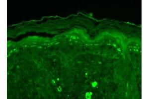 Immunohistochemistry analysis using Mouse Anti-SHANK3 Monoclonal Antibody, Clone S69-46 (ABIN863129). (SHANK3 抗体  (AA 840-857))