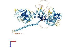 TRPM4 Protein (AA 1-1214) (His tag)
