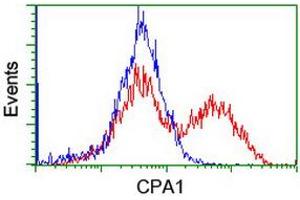 Image no. 4 for anti-Carboxypeptidase A1 (Pancreatic) (CPA1) antibody (ABIN1497589) (CPA1 抗体)