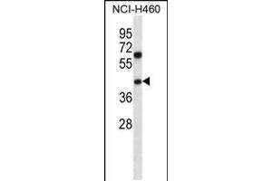Western blot analysis in NCI-H460 cell line lysates (35ug/lane). (PUS1 抗体  (C-Term))