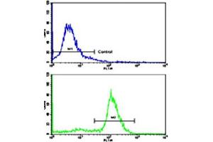 Flow cytometric analysis of ATDC5 cells using ALDH5A1 polyclonal antibody (bottom histogram) compared to a negative control cell (top histogram). (ALDH5A1 抗体  (N-Term))
