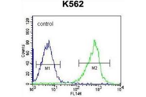 Flow cytometric analysis of K562 cells using  GSTM5 Antibody (N-term) Cat. (GSTM5 抗体  (N-Term))