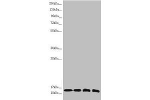 Western blot All lanes: NDUFS6 antibody at 1. (NDUFS6 抗体  (AA 29-124))