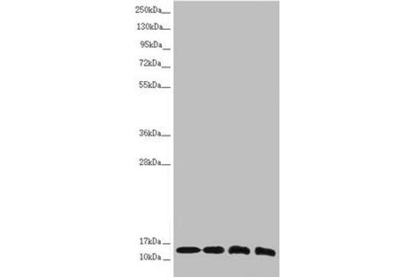 NDUFS6 antibody  (AA 29-124)