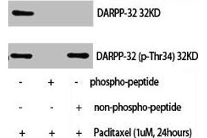 Western Blot analysis of NIH-3T3+palitaxel cells using Phospho-DARPP-32 (T34) Polyclonal Antibody (DARPP32 抗体  (pThr34))