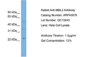 WB Suggested Anti-MBL2  Antibody Titration: 0. (MBL2 抗体  (Middle Region))