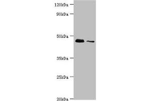 Western blot All lanes: 28S ribosomal protein S29, mitochondrial antibody at 10 μg/mL Lane 1: Hela whole cell lysate Lane 2: 293T whole cell lysate Secondary Goat polyclonal to rabbit IgG at 1/10000 dilution Predicted band size: 46, 42 kDa Observed band size: 46 kDa