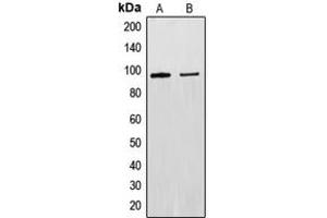 Western blot analysis of EXO1 expression in Raw264.