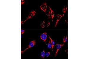 Confocal immunofluorescence analysis of HeLa cells using  antibody (ABIN3023384, ABIN3023385, ABIN3023386 and ABIN1678613) at dilution of 1:200. (AIF 抗体  (AA 334-613))
