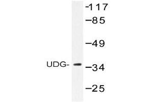 Western blot (WB) analysis of UDG antibody in extracts from HepG2 cells. (Cyclin O 抗体)