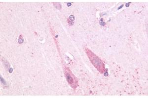 Anti-TAAR1 antibody  ABIN1049377 IHC staining of human brain, neuron. (TAAR1 抗体  (Cytoplasmic Domain))