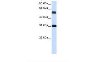 Image no. 1 for anti-Tripartite Motif Containing 31 (TRIM31) (AA 288-337) antibody (ABIN6739062)