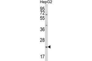Western Blotting (WB) image for anti-Glutathione S-Transferase alpha 4 (GSTA4) antibody (ABIN3003989) (GSTA4 抗体)