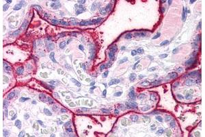 Anti-SURF4 antibody  ABIN1049371 IHC staining of human placenta. (Surfeit 4 抗体  (N-Term))