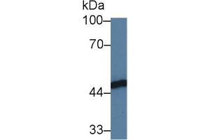 Western Blot; Sample: Human HL60 cell lysate; Primary Ab: 3µg/ml Rabbit Anti-Human FKBPL Antibody Second Ab: 0. (FKBPL 抗体  (AA 1-349))
