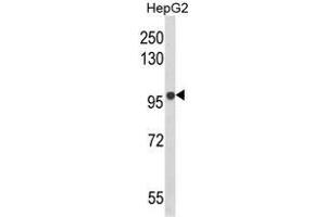 Western blot analysis of BANK1 Antibody (Center) in HepG2 cell line lysates (35ug/lane).