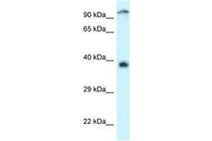 Image no. 1 for anti-Docking Protein 7 (DOK7) (AA 402-451) antibody (ABIN6747325) (DOK7 抗体  (AA 402-451))
