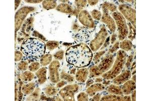 IHC-P: CD10 antibody testing of mouse kidney tissue (MME 抗体  (AA 52-750))