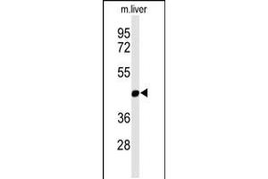 Western blot analysis of MMAA Antibody in mouse liver tissue lysates (35ug/lane)
