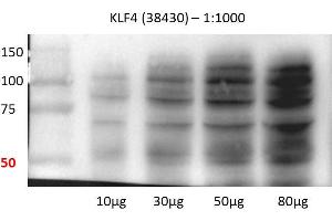 Human lung cell line (KLF4 抗体  (C-Term))