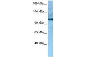 Image no. 1 for anti-MORC Family CW-Type Zinc Finger 4 (MORC4) (AA 747-796) antibody (ABIN6748258) (MORC4 抗体  (AA 747-796))
