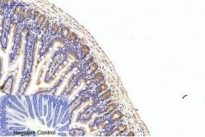 Immunohistochemical analysis of paraffin-embedded mouse colon tissue. (EIF4A1 抗体)