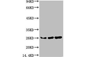 Western blot analysis of 1) Hela Cell Lysate, 2)3T3 Cell Lysate, 3) PC12 Cell Lysate using HP-1γ Mouse mAb diluted at 1:1000. (CBX3 抗体)