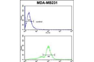 Flow cytometric analysis of MDA-MB231 cells (bottom histogram) compared to a negative control cell (top histogram). (Achaete-scute complex protein T5 (AC) (AA 99-127) 抗体)
