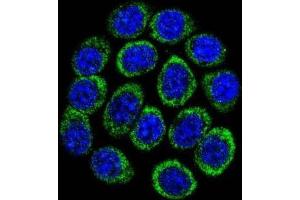 Immunofluorescence (IF) image for anti-Tryptophan Hydroxylase 1 (TPH1) antibody (ABIN3002887) (Tryptophan Hydroxylase 1 抗体)