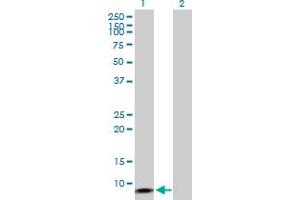 Western Blot analysis of ERC1 expression in transfected 293T cell line by ERC1 MaxPab polyclonal antibody. (ERC1 抗体  (AA 1-91))