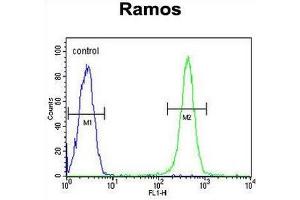 GPI Antibody (C-term) flow cytometric analysis of Ramos cells (right histogram) compared to a negative control cell (left histogram). (GPI 抗体  (C-Term))
