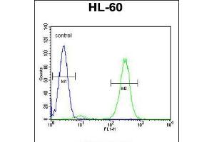 Flow cytometric analysis of HL-60 cells (right histogram) compared to a negative control cell (left histogram). (FBXW11 抗体  (AA 168-196))