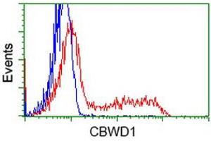 Flow Cytometry (FACS) image for anti-COBW Domain Containing 1 (CBWD1) antibody (ABIN1497118) (CBWD1 抗体)