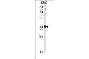 Image no. 1 for anti-Replication Factor C (Activator 1) 2, 40kDa (RFC2) (N-Term) antibody (ABIN357963) (RFC2 抗体  (N-Term))