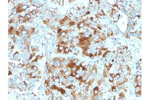 Formalin-fixed, paraffin-embedded human Adrenal Gland stained with Chromogranin A Monoclonal Antibody (CHGA/765). (Chromogranin A 抗体)