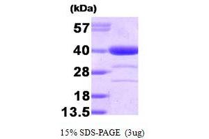 SDS-PAGE (SDS) image for Alcohol Dehydrogenase (ADH) (AA 1-325) protein (ABIN666916) (Alcohol Dehydrogenase (ADH) (AA 1-325) 蛋白)