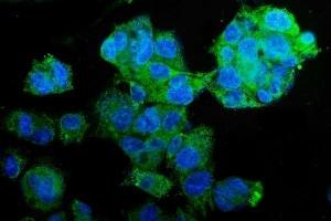 IF analysis of PCK2 using anti-PCK2 antibody (ABIN7599509). (PEPCK 抗体  (AA 1-640))