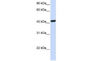 Western Blotting (WB) image for anti-Src Kinase Associated phosphoprotein 1 (SKAP1) antibody (ABIN2458981) (SKAP1 抗体)