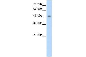 RNF128 antibody used at 1. (RNF128 抗体  (C-Term))