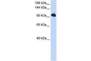 Western Blotting (WB) image for anti-Splicing Factor, Suppressor of White-Apricot Homolog (SFSWAP) antibody (ABIN2458510) (SFRS8 抗体)