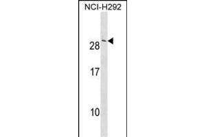 CRADD Antibody (Center) (ABIN1538574 and ABIN2850231) western blot analysis in NCI- cell line lysates (35 μg/lane). (CRADD 抗体  (AA 69-98))